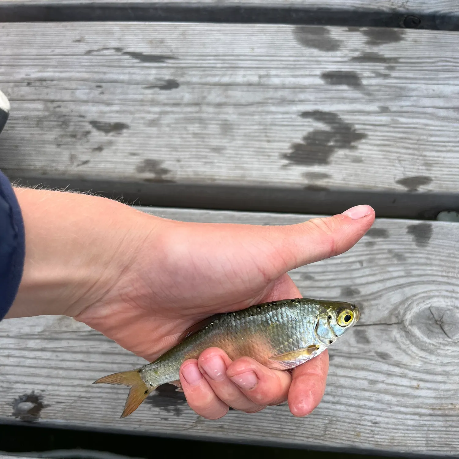 Common roach caught on Fishbrain