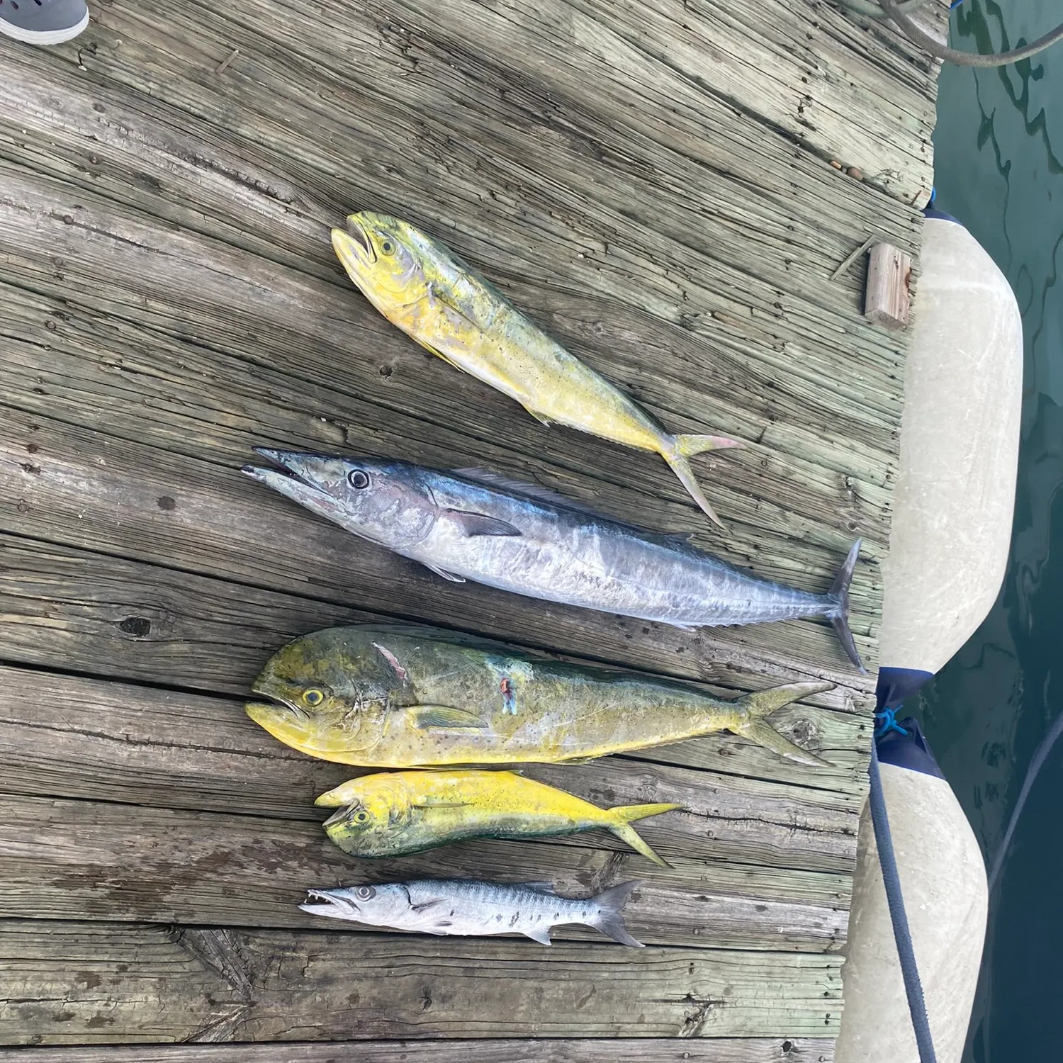 recently logged catches