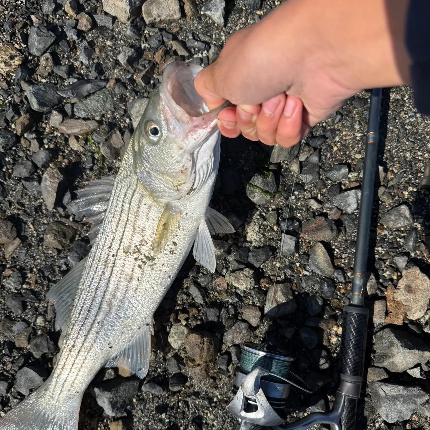 Striped bass caught on Fishbrain