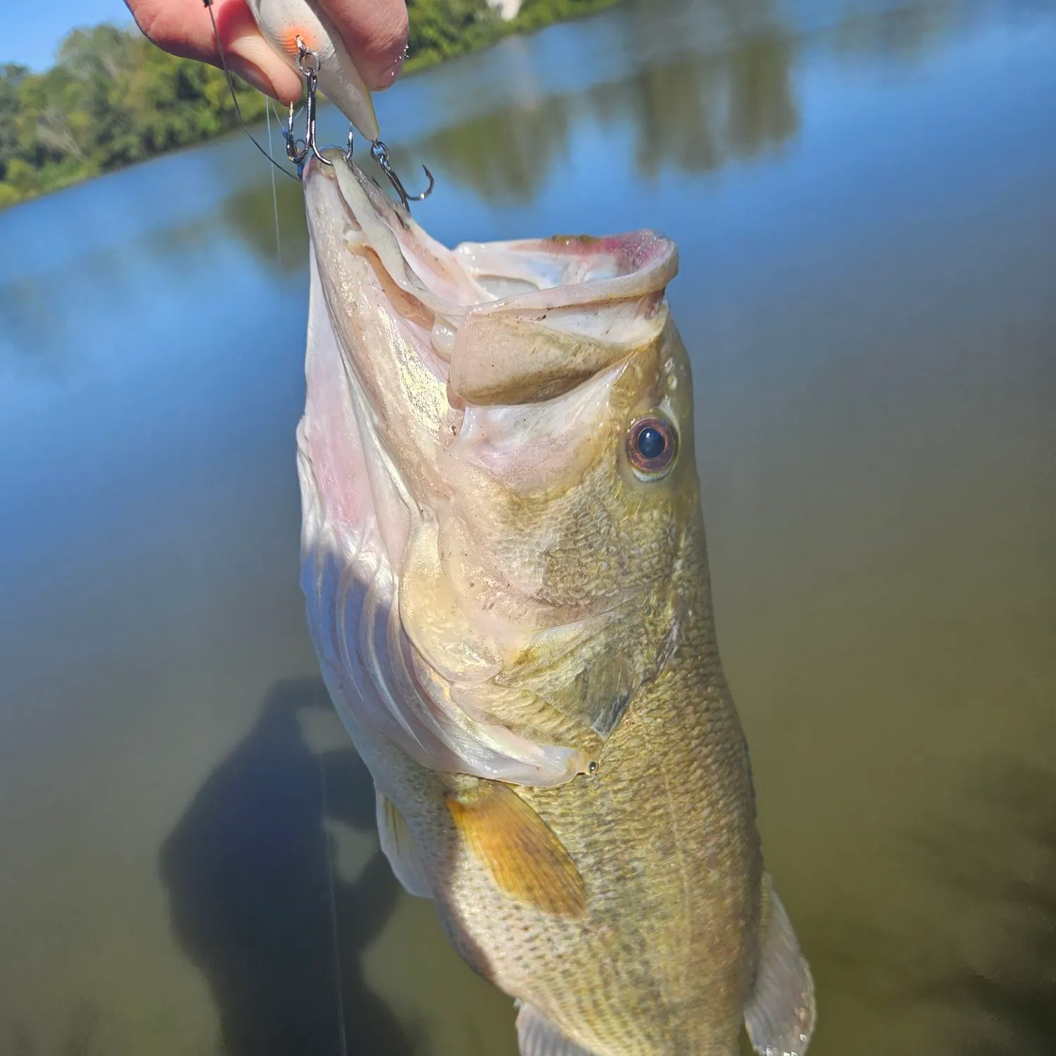 Fish caught on Fishbrain