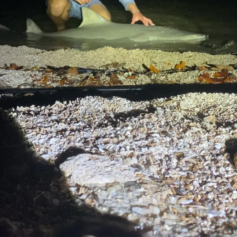 The most recent Lemon shark catches on Fishbrain