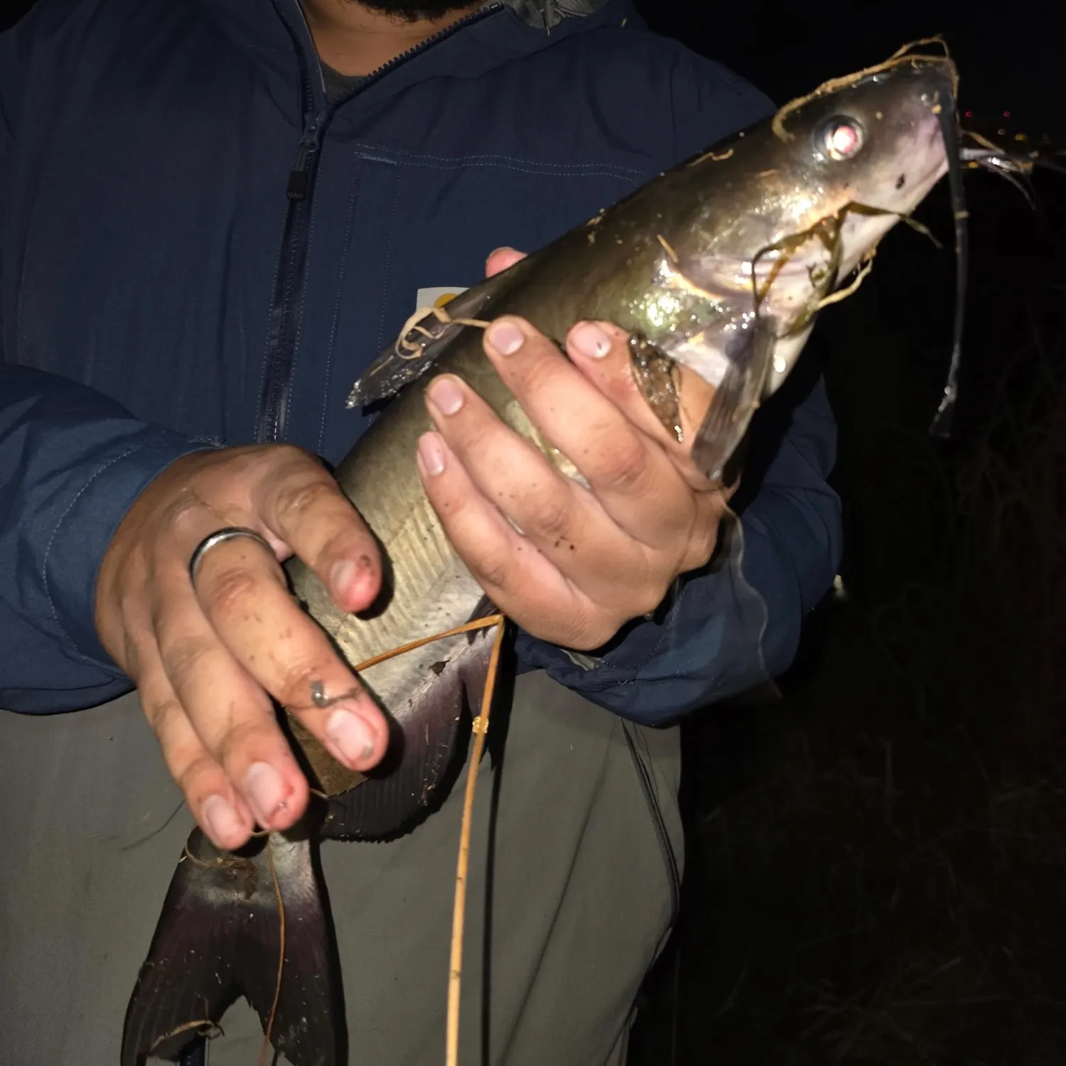 Channel catfish caught on Fishbrain