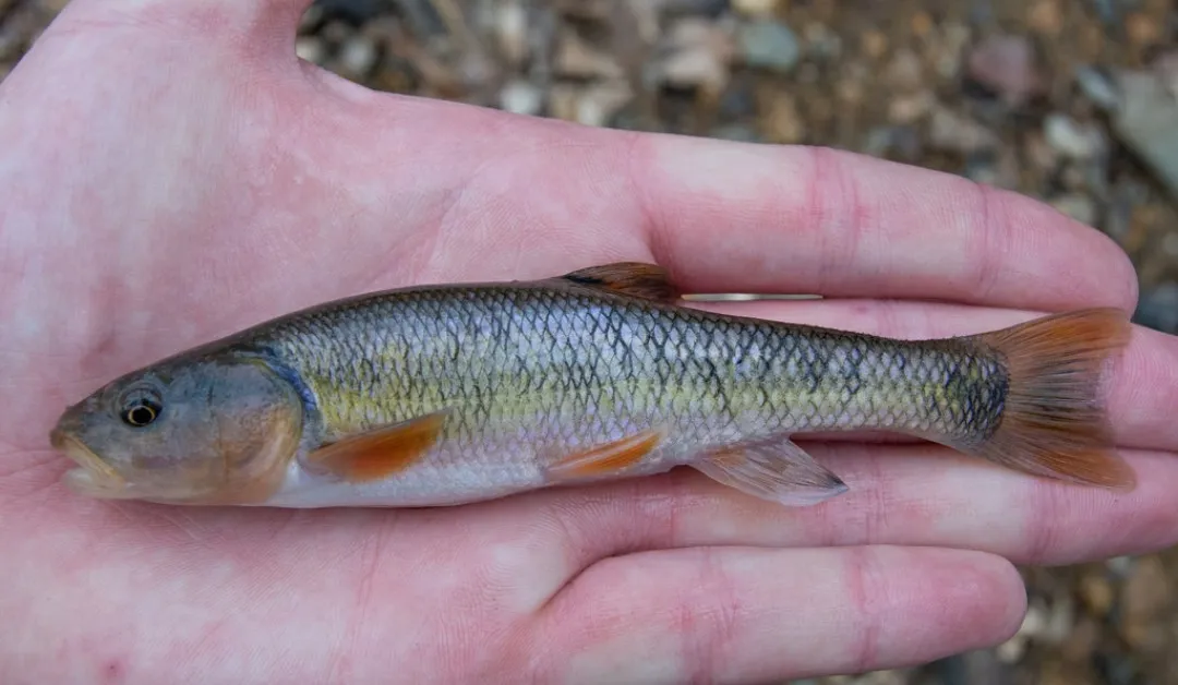 Creek chub