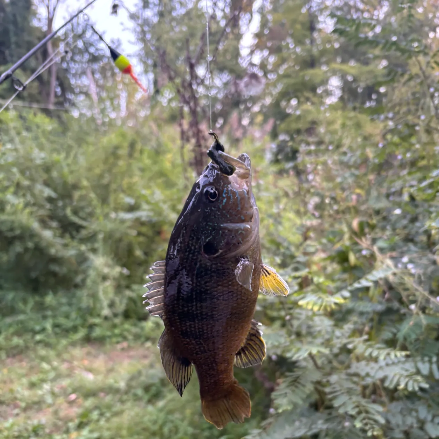 Green sunfish caught on Fishbrain