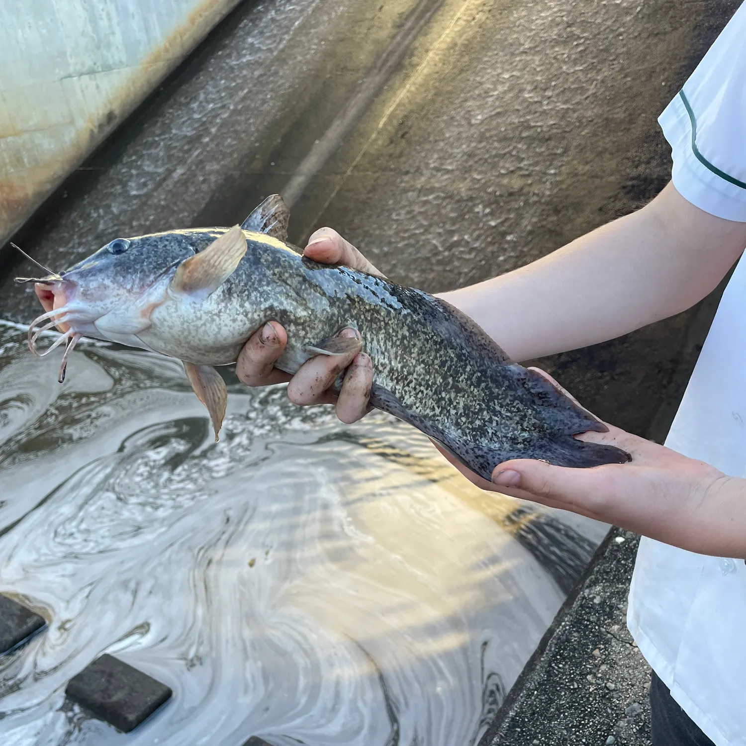 The most recent Dewfish catches on Fishbrain