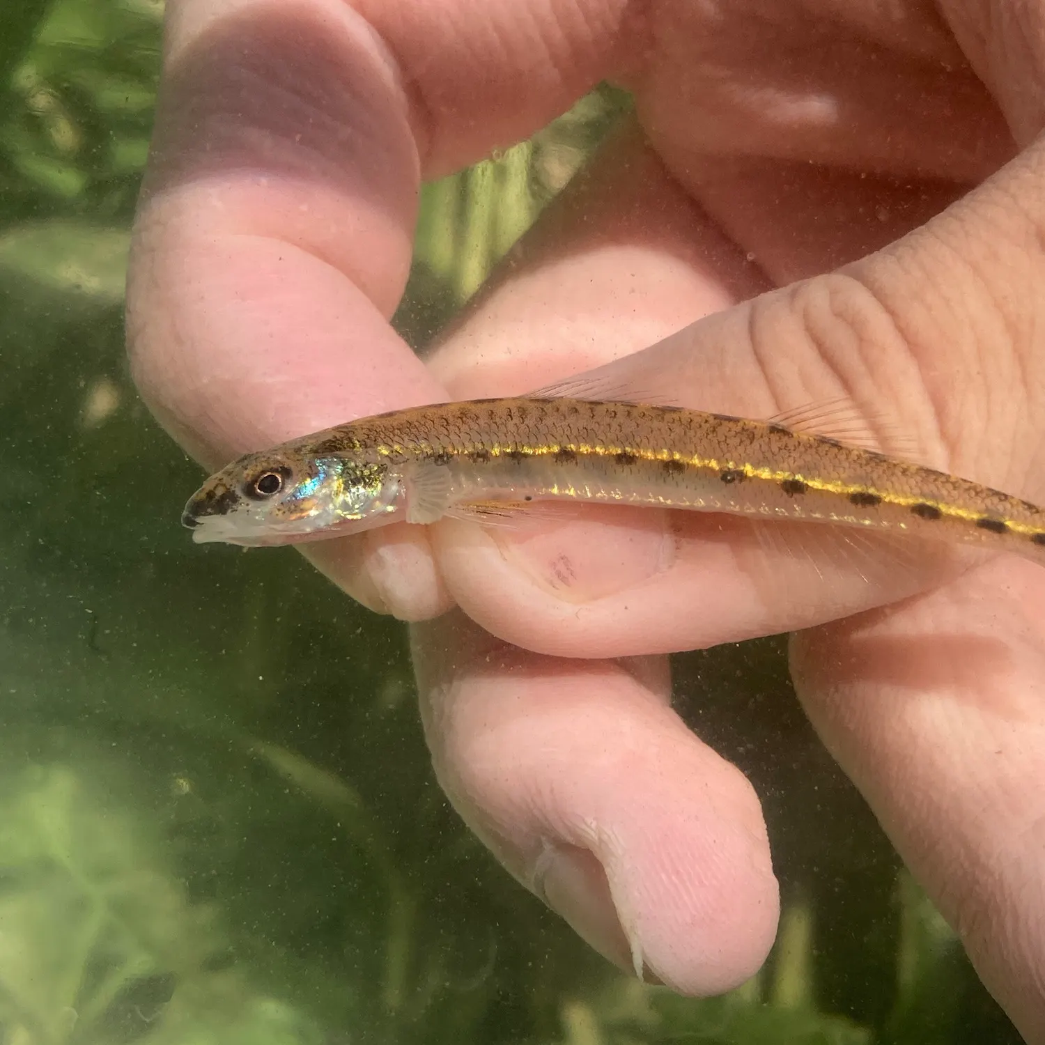 The most recent Eastern sand darter catches on Fishbrain