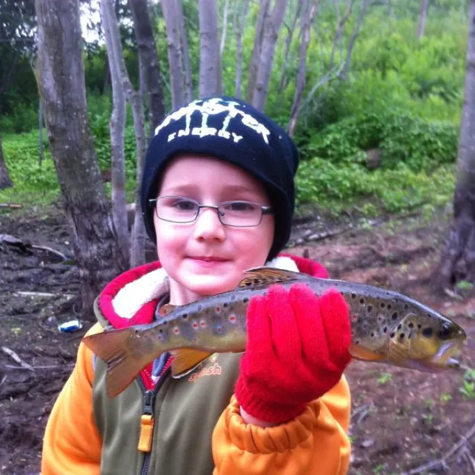 Brown trout caught on Fishbrain