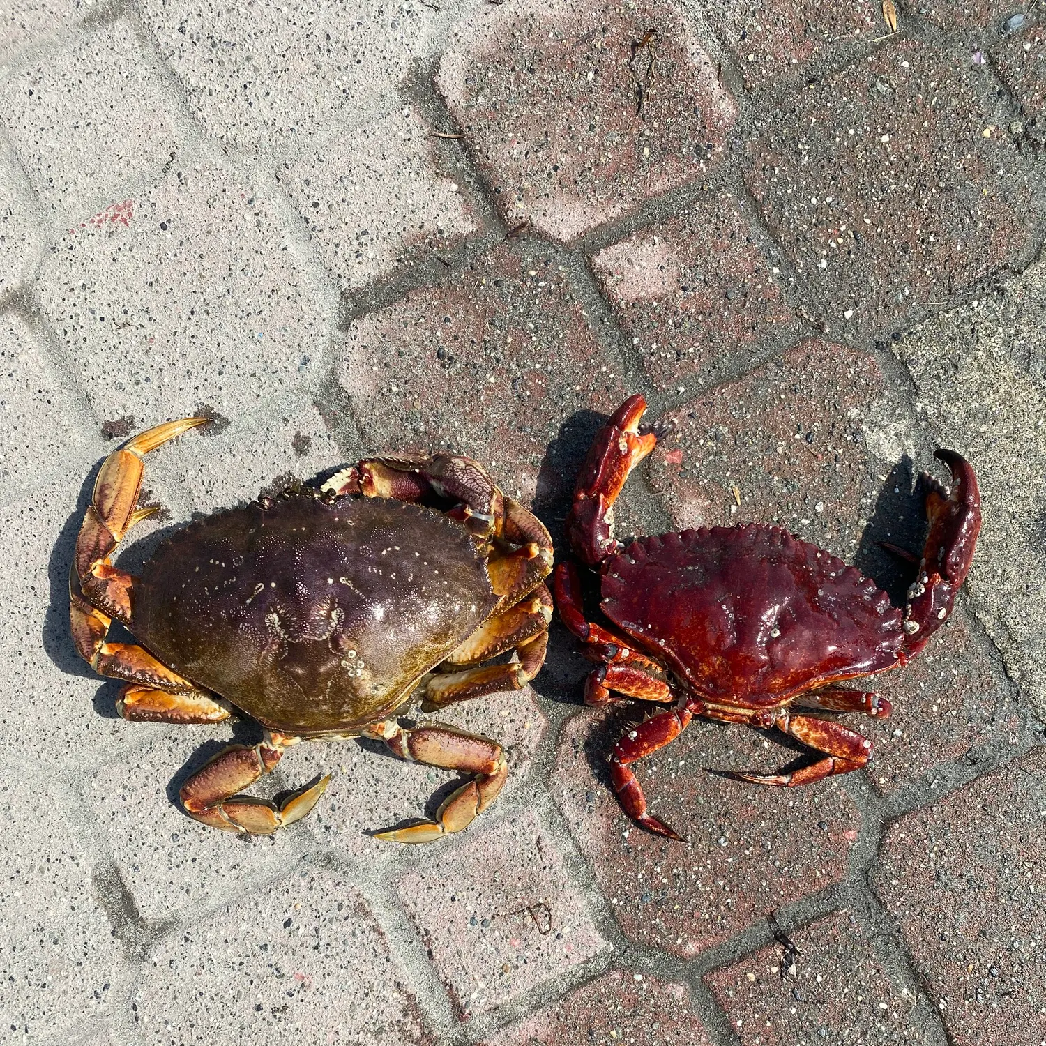 The most recent Red rock crab catches on Fishbrain