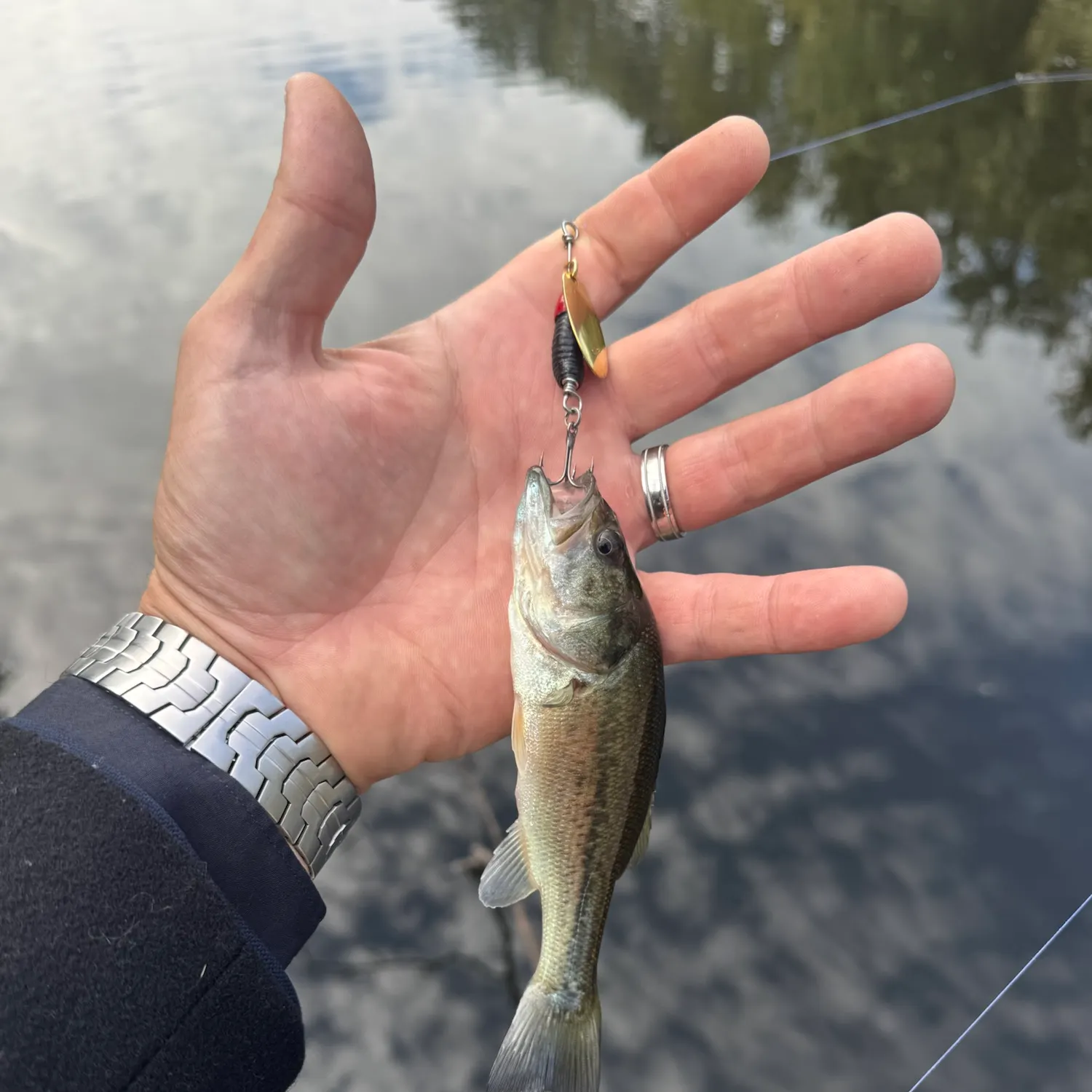 Largemouth bass caught on Fishbrain