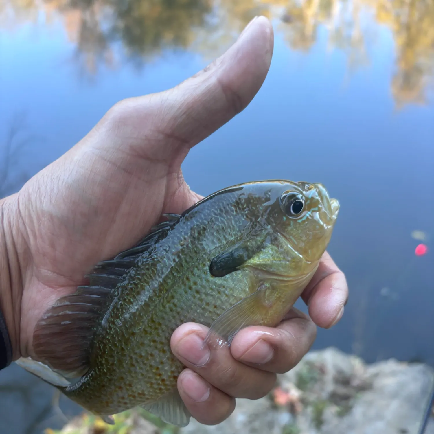Redbreast sunfish caught on Fishbrain