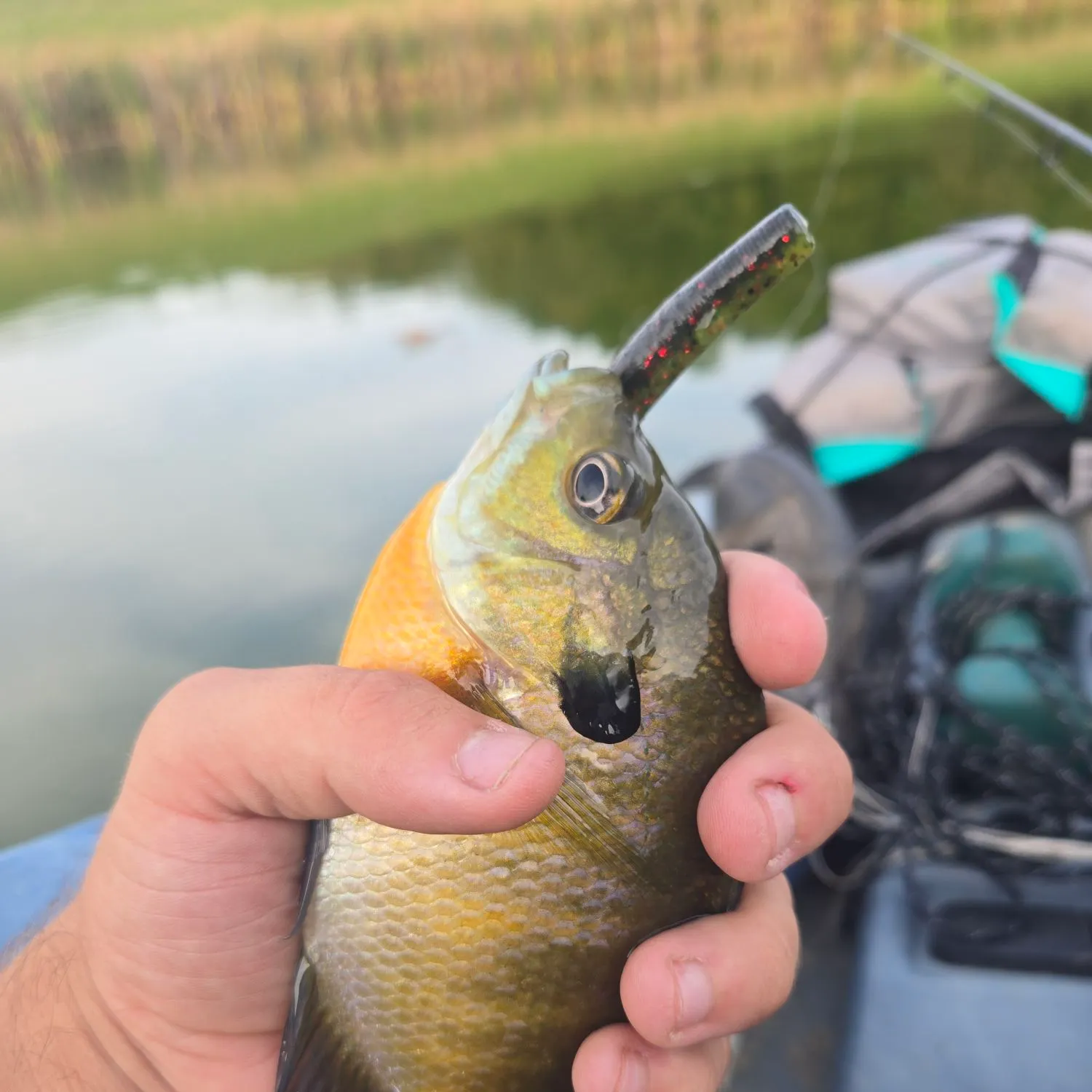 Bluegill caught on Fishbrain