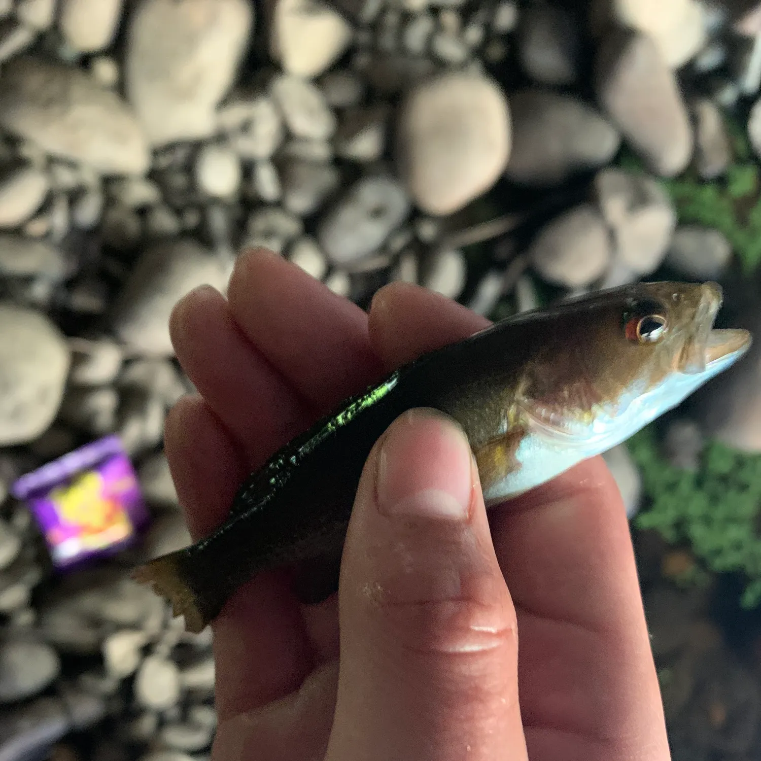 Redeye bass caught on Fishbrain