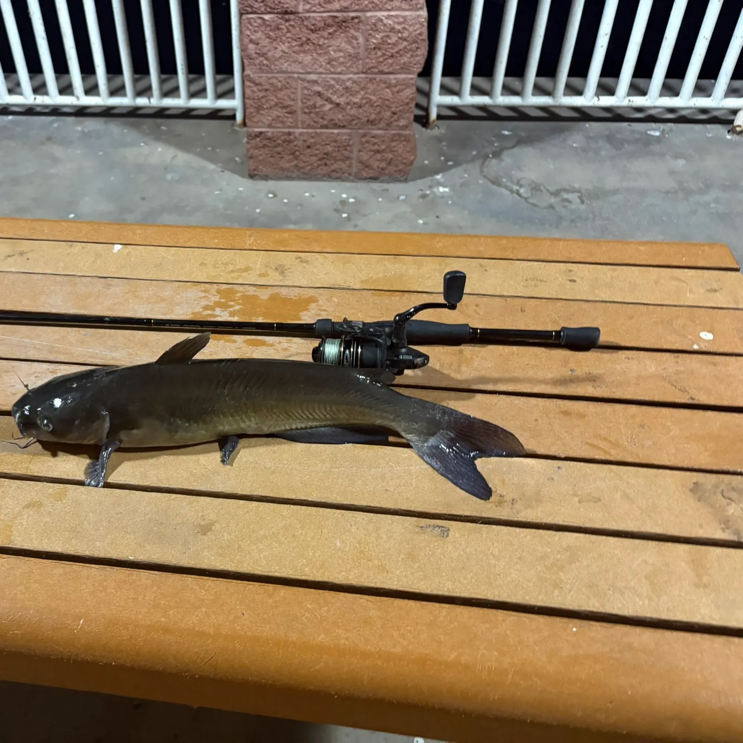 Channel catfish caught on Fishbrain