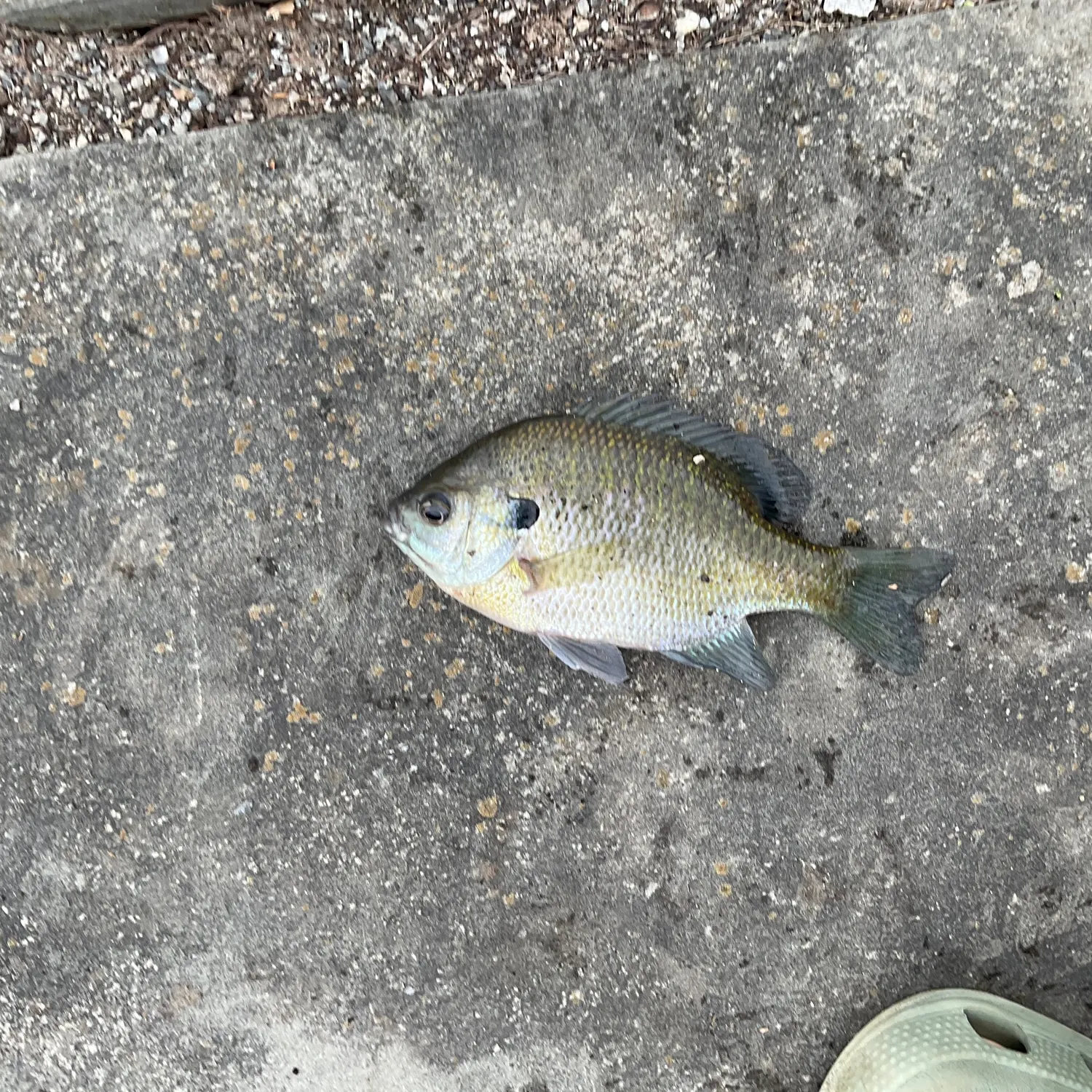 Bluegill caught on Fishbrain