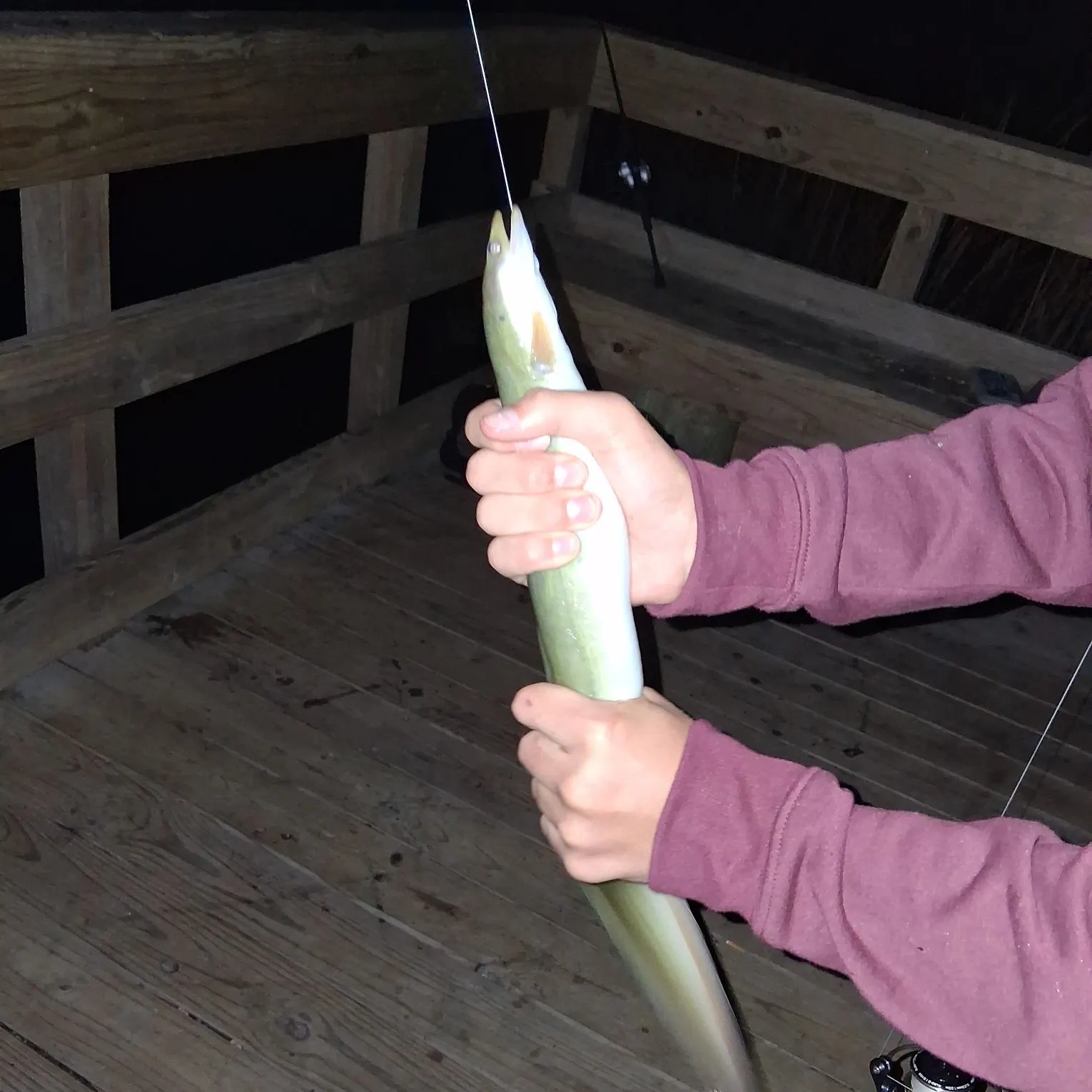 The most recent American eel catches on Fishbrain