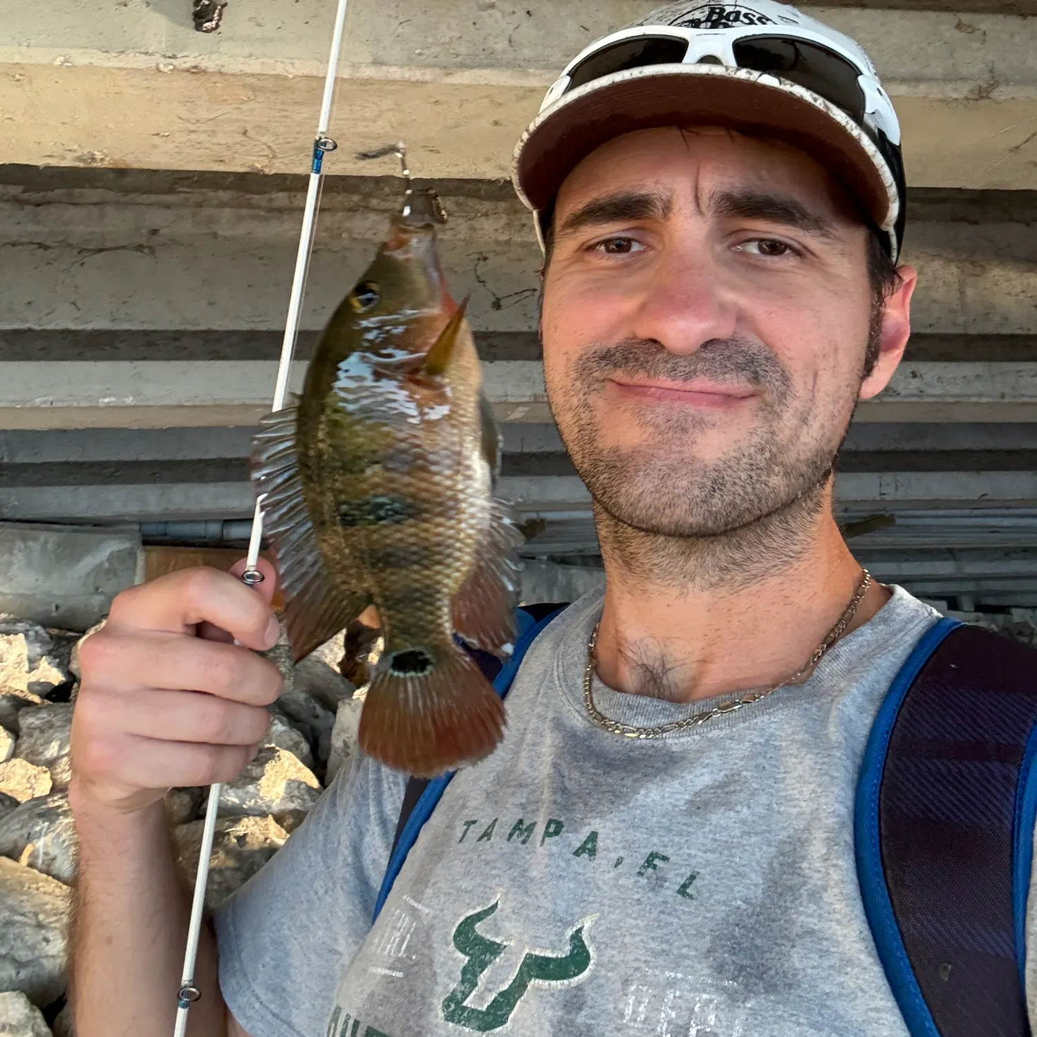 The most recent Mayan cichlid catches on Fishbrain