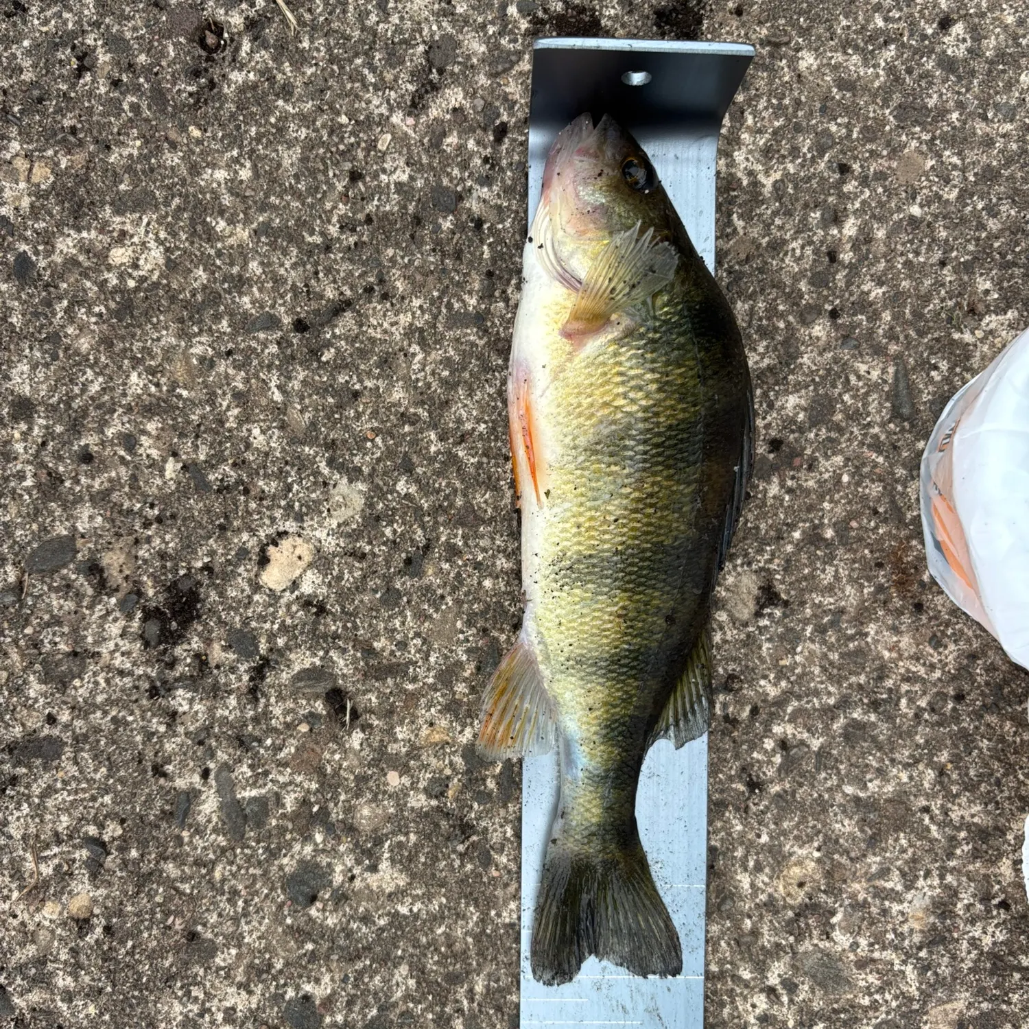 Yellow perch caught on Fishbrain