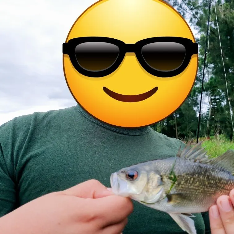 The most recent Australian bass catches on Fishbrain
