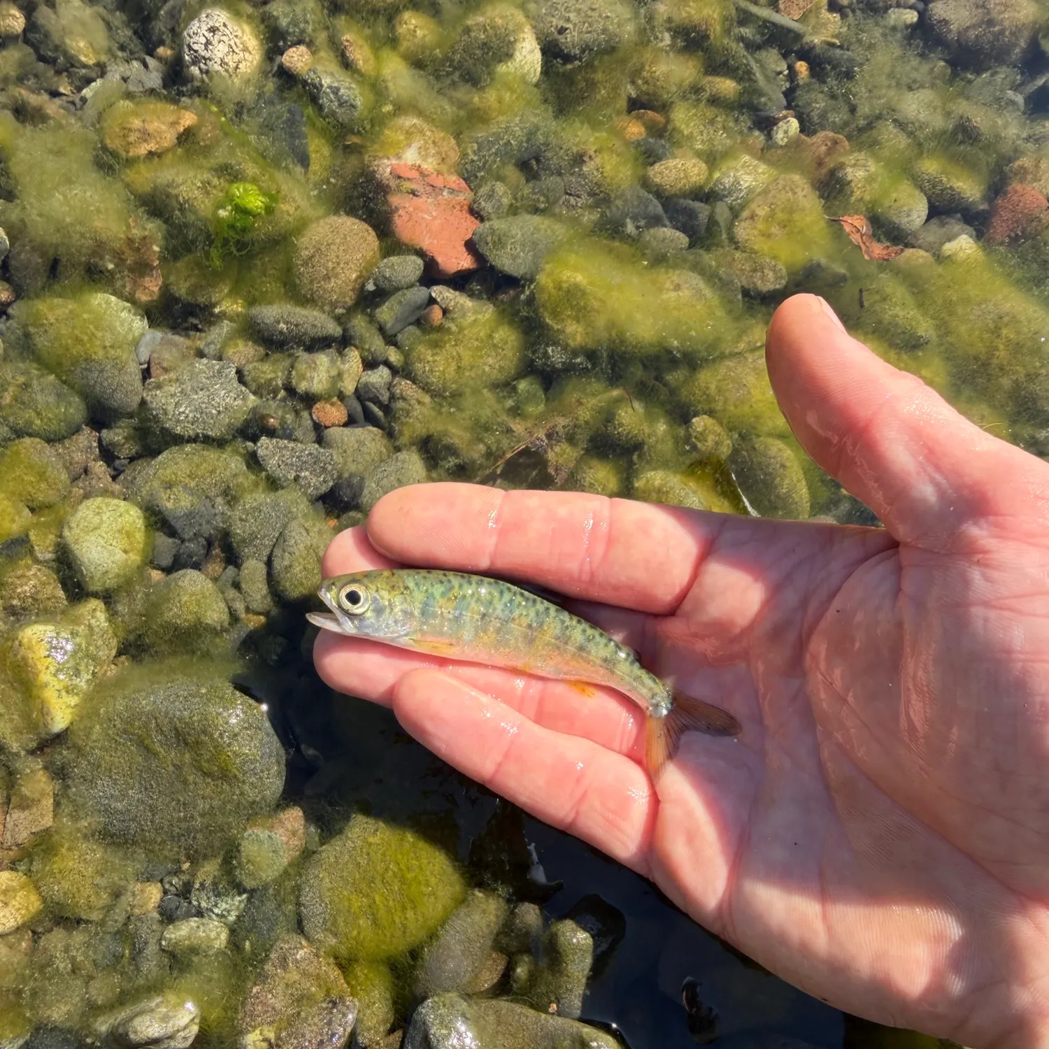 Rainbow trout caught on Fishbrain