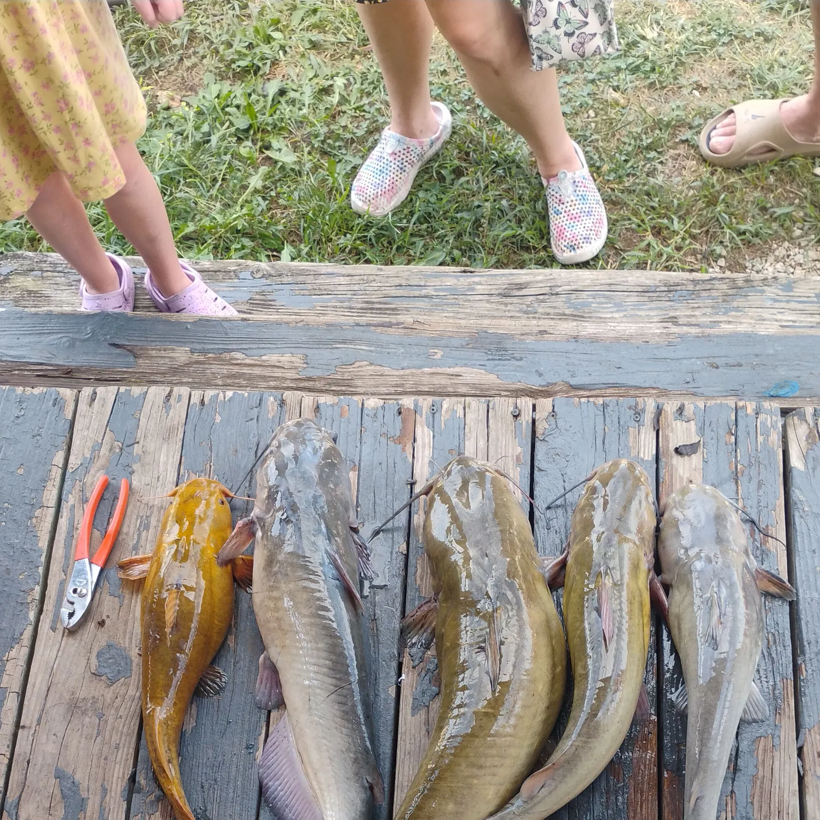 White bullhead caught on Fishbrain
