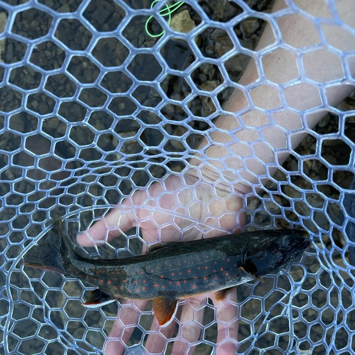 Bull trout caught on Fishbrain