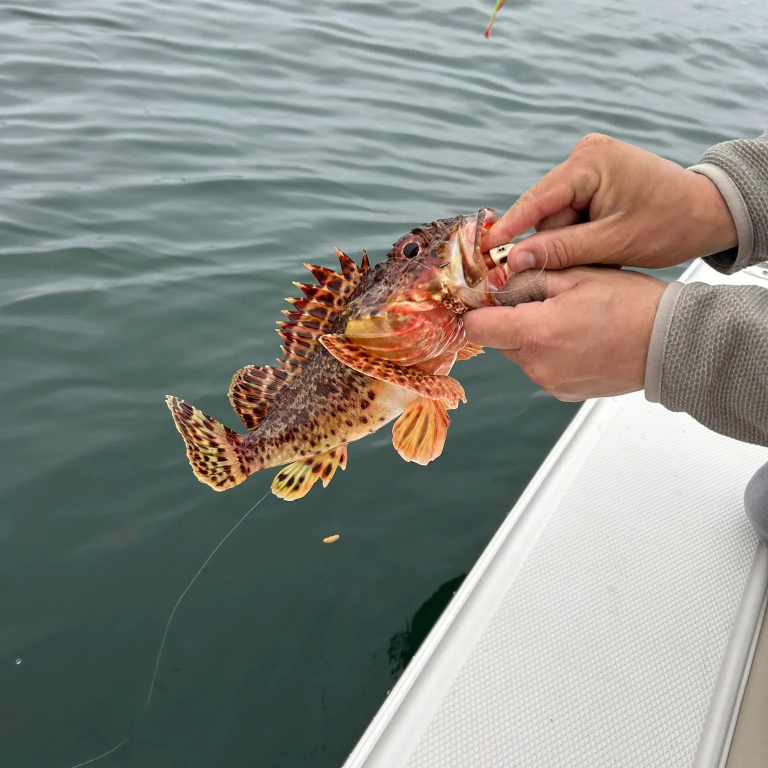 The most recent California scorpionfish catches on Fishbrain