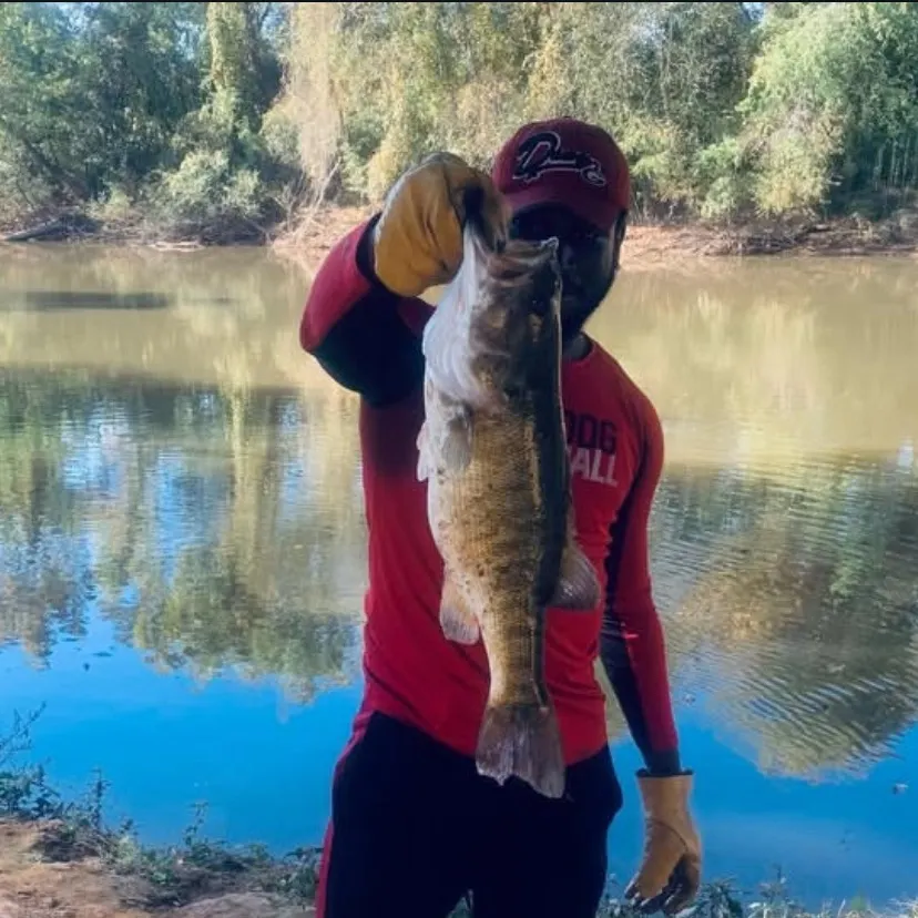 The most recent Shoal bass catches on Fishbrain