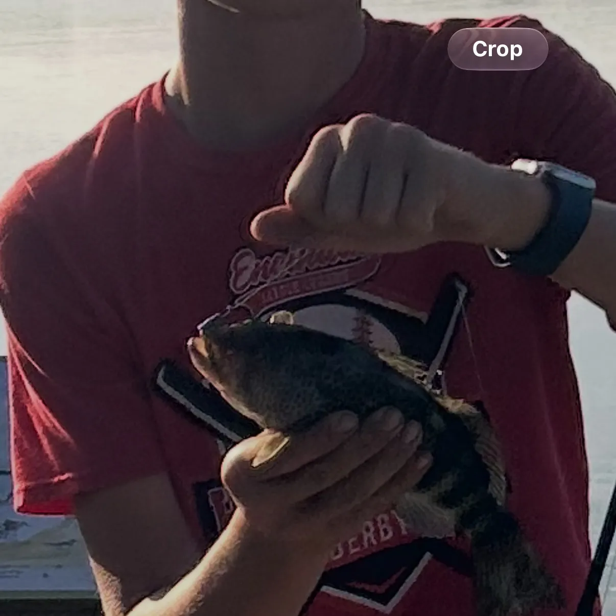 The most recent Spotted sand bass catches on Fishbrain