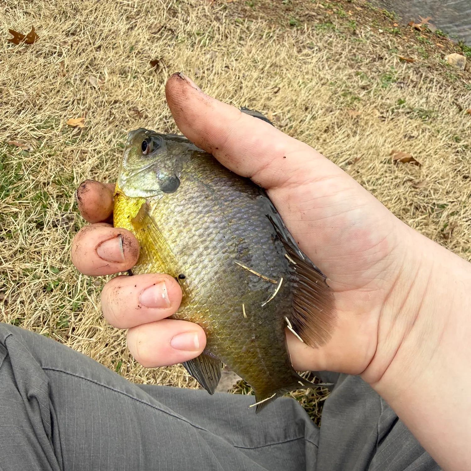 Bluegill caught on Fishbrain