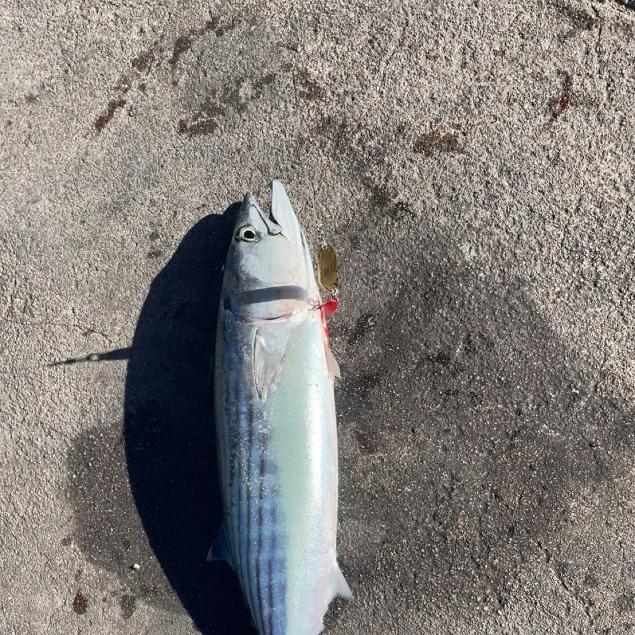 The most recent Eastern Pacific bonito catches on Fishbrain