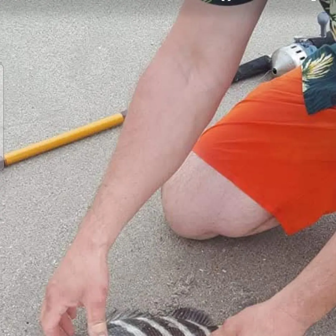 The most recent Sheepshead catches on Fishbrain