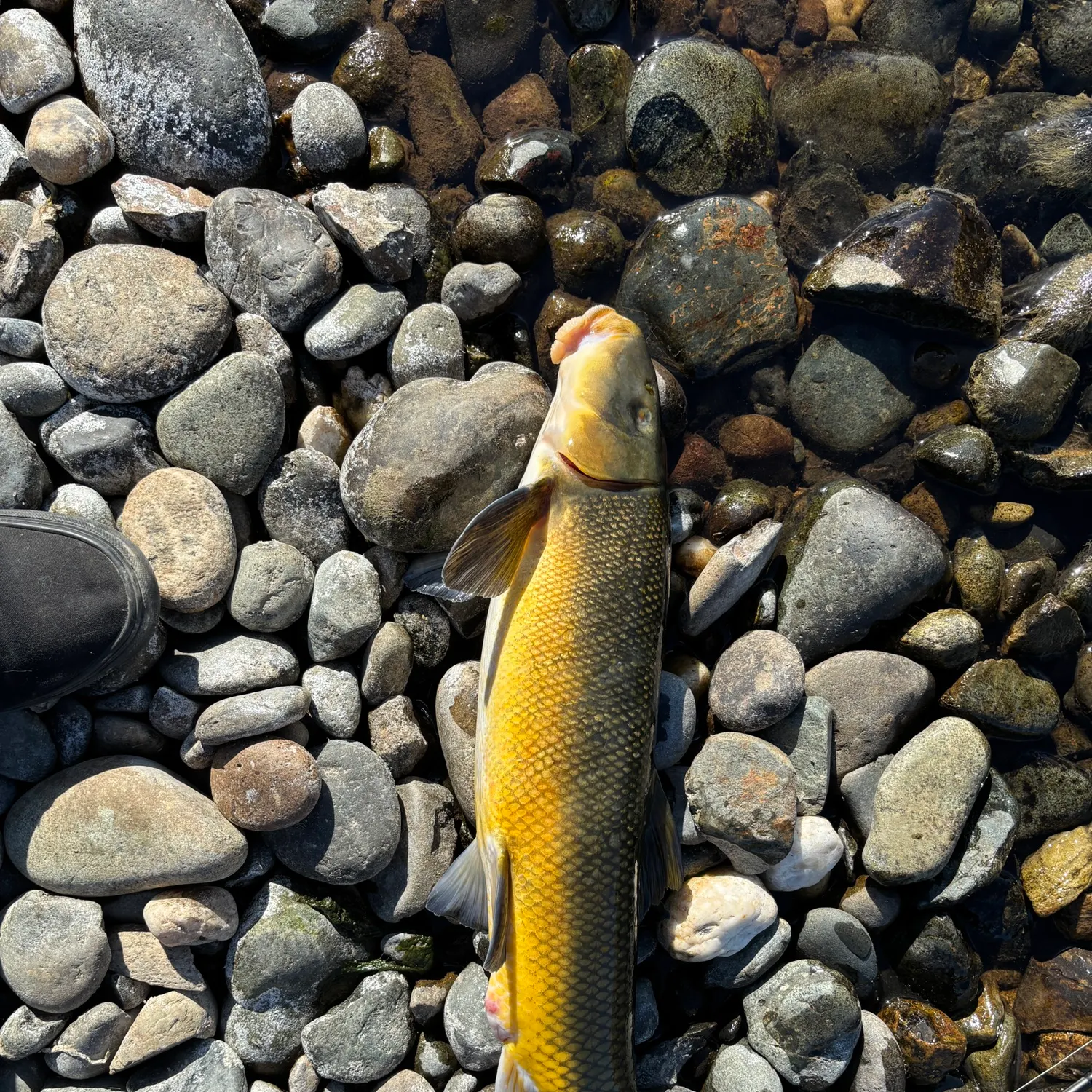 Sacramento sucker caught on Fishbrain