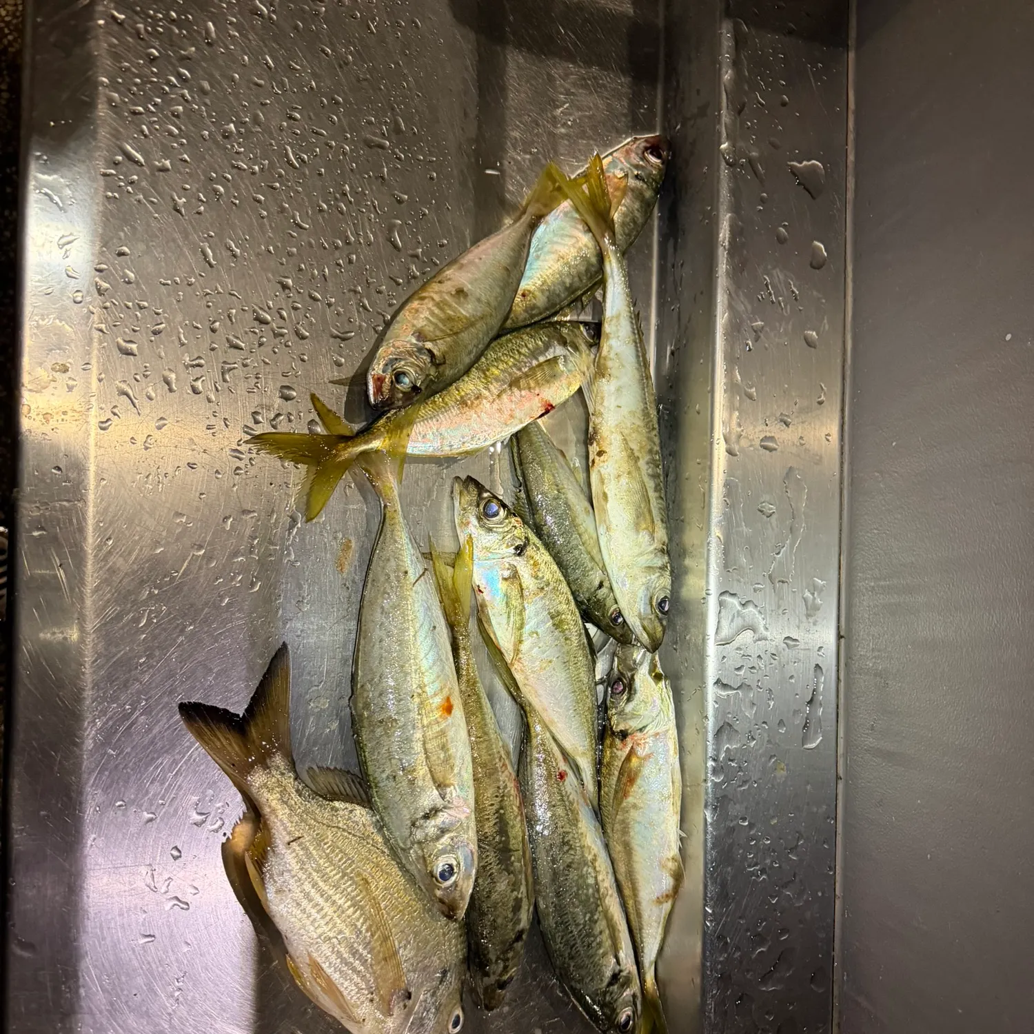 The most recent Yellowtail scad catches on Fishbrain