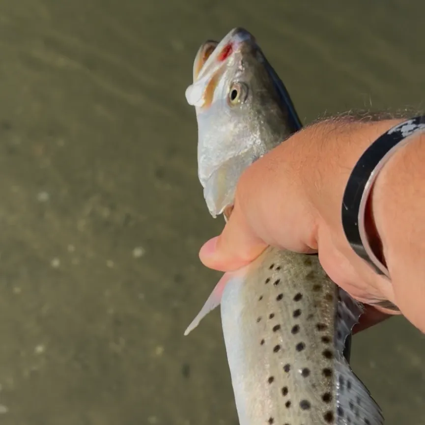 The most recent Gray weakfish catches on Fishbrain