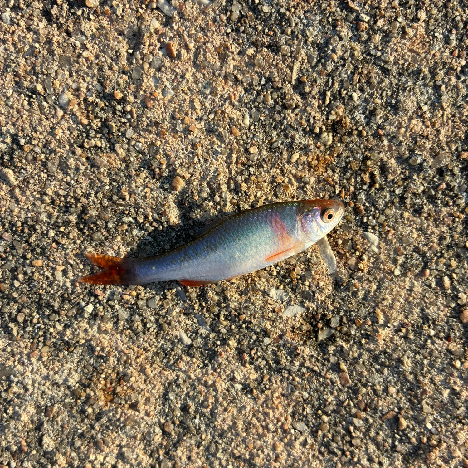 Red shiner caught on Fishbrain