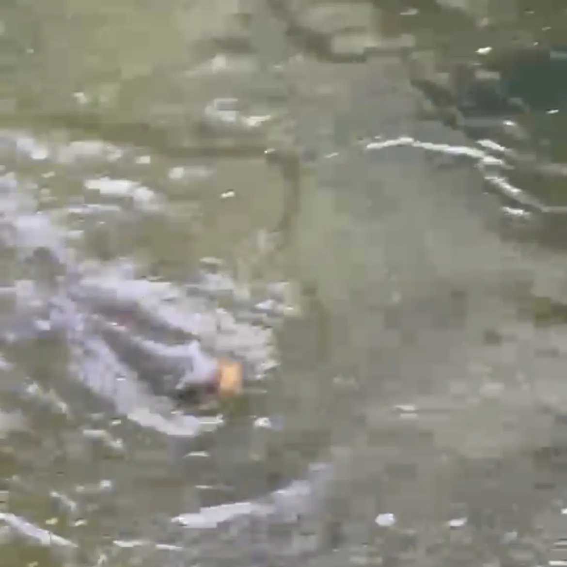 Common carp caught on Fishbrain