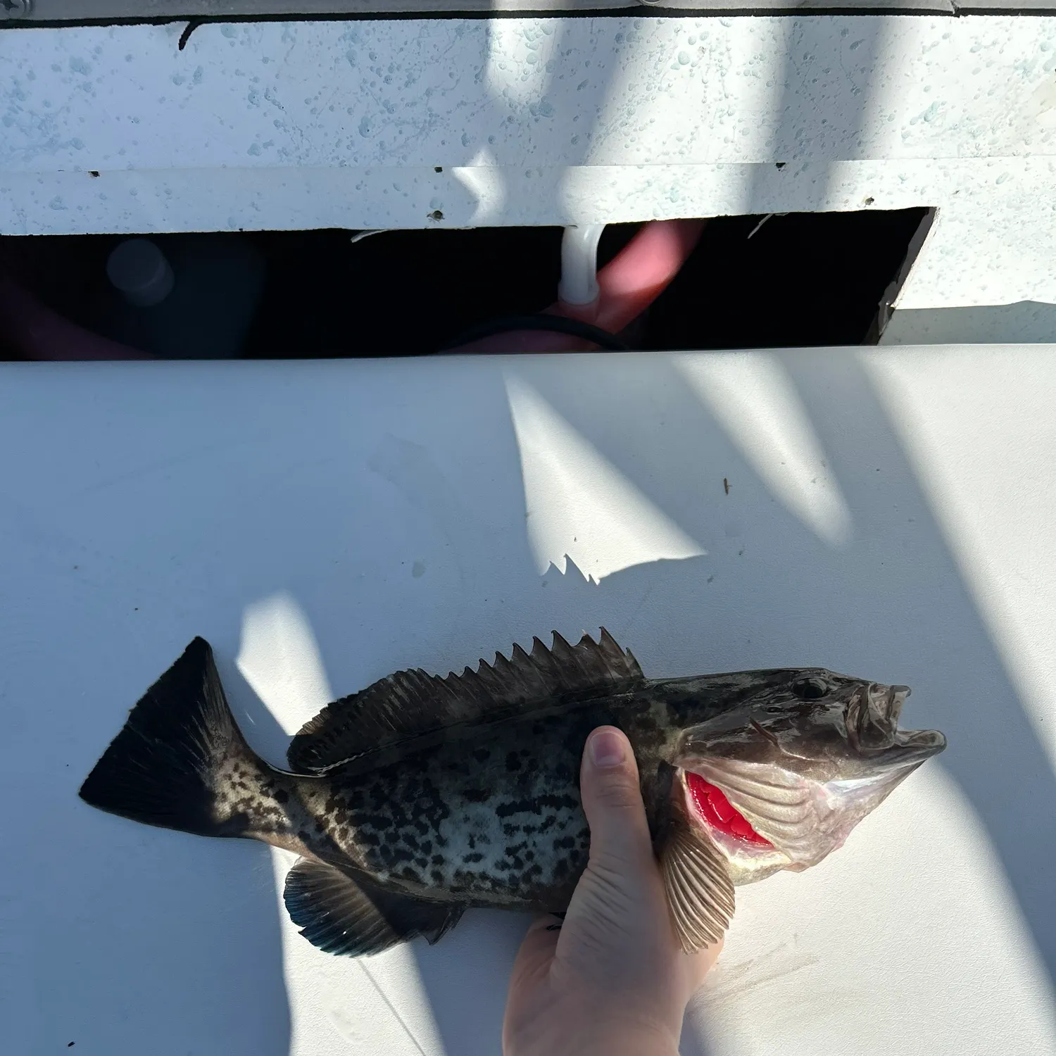 The most recent Gag grouper catches on Fishbrain