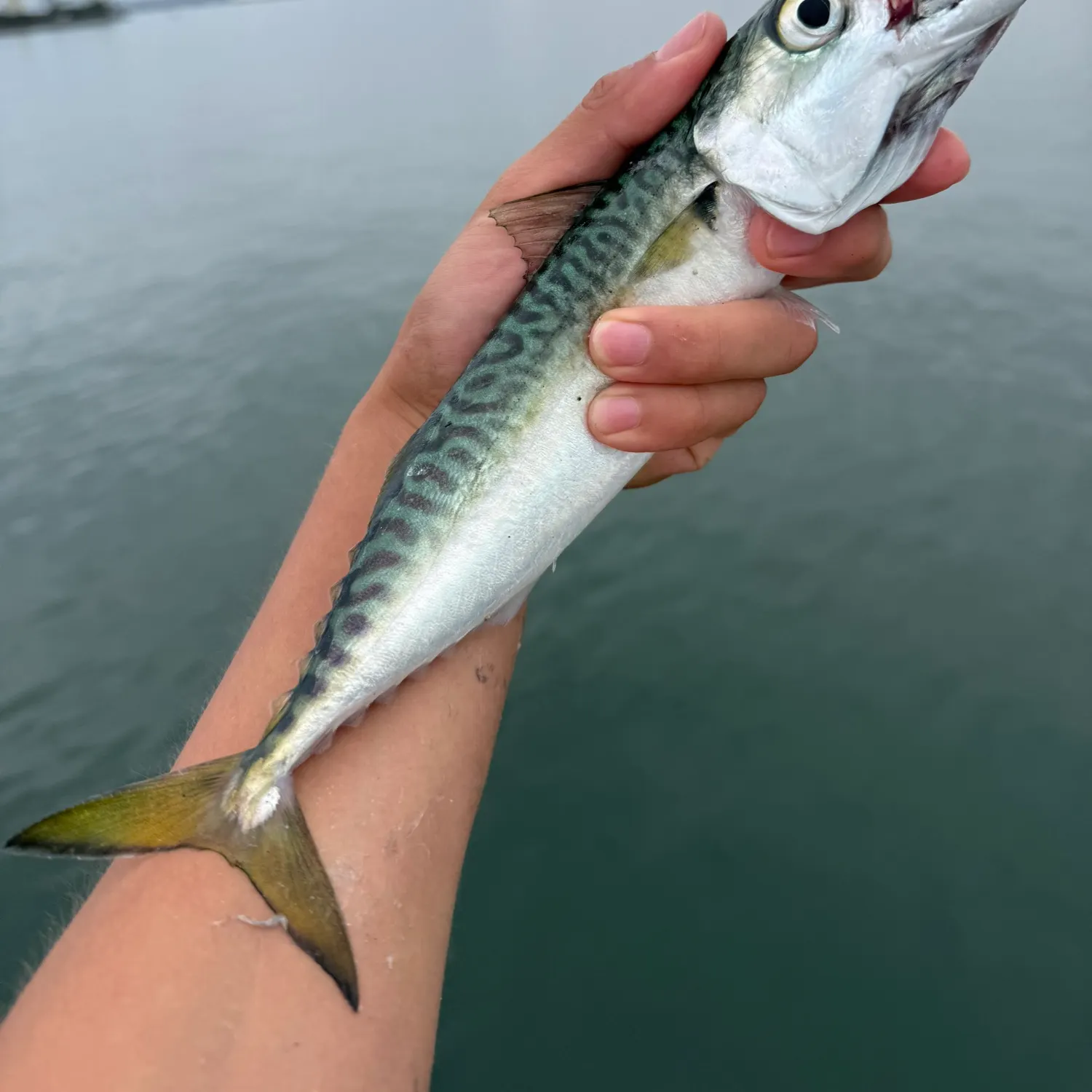 The most recent Pacific chub mackerel catches on Fishbrain