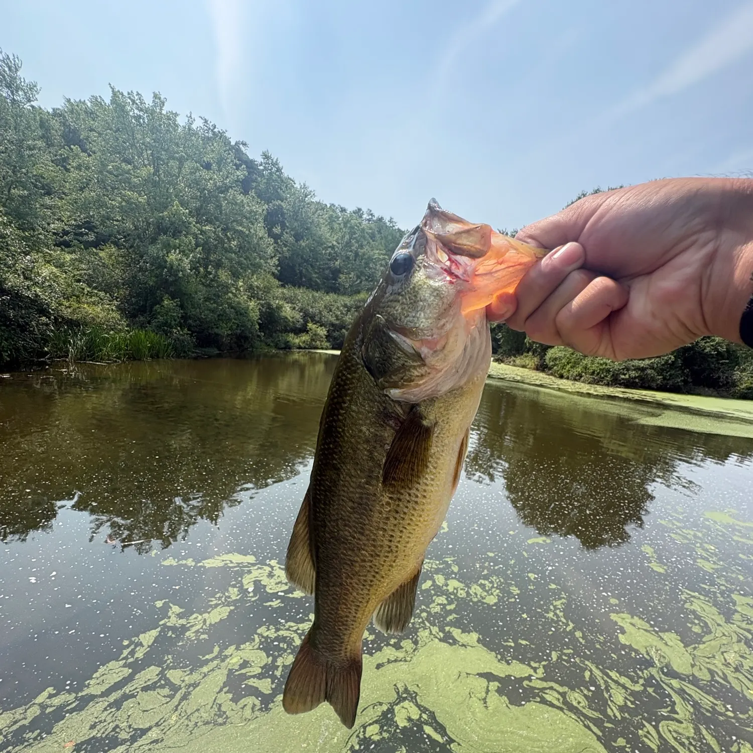 Largemouth bass caught on Fishbrain