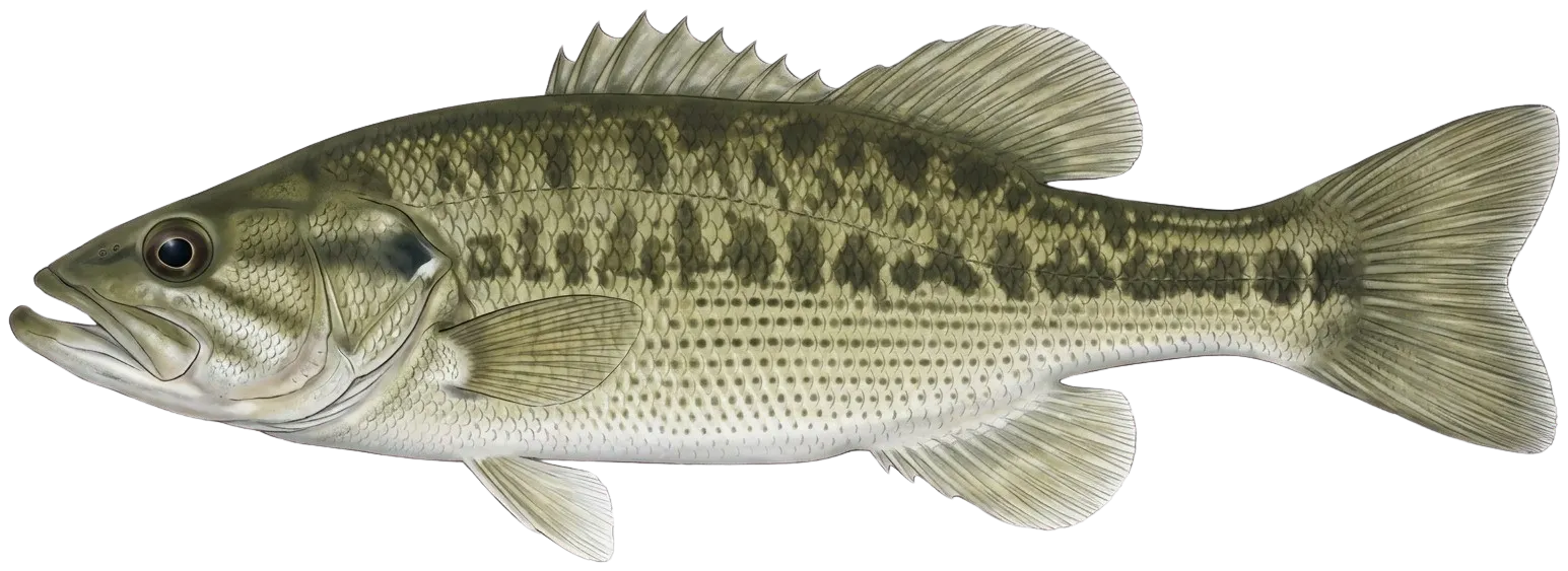 Alabama bass