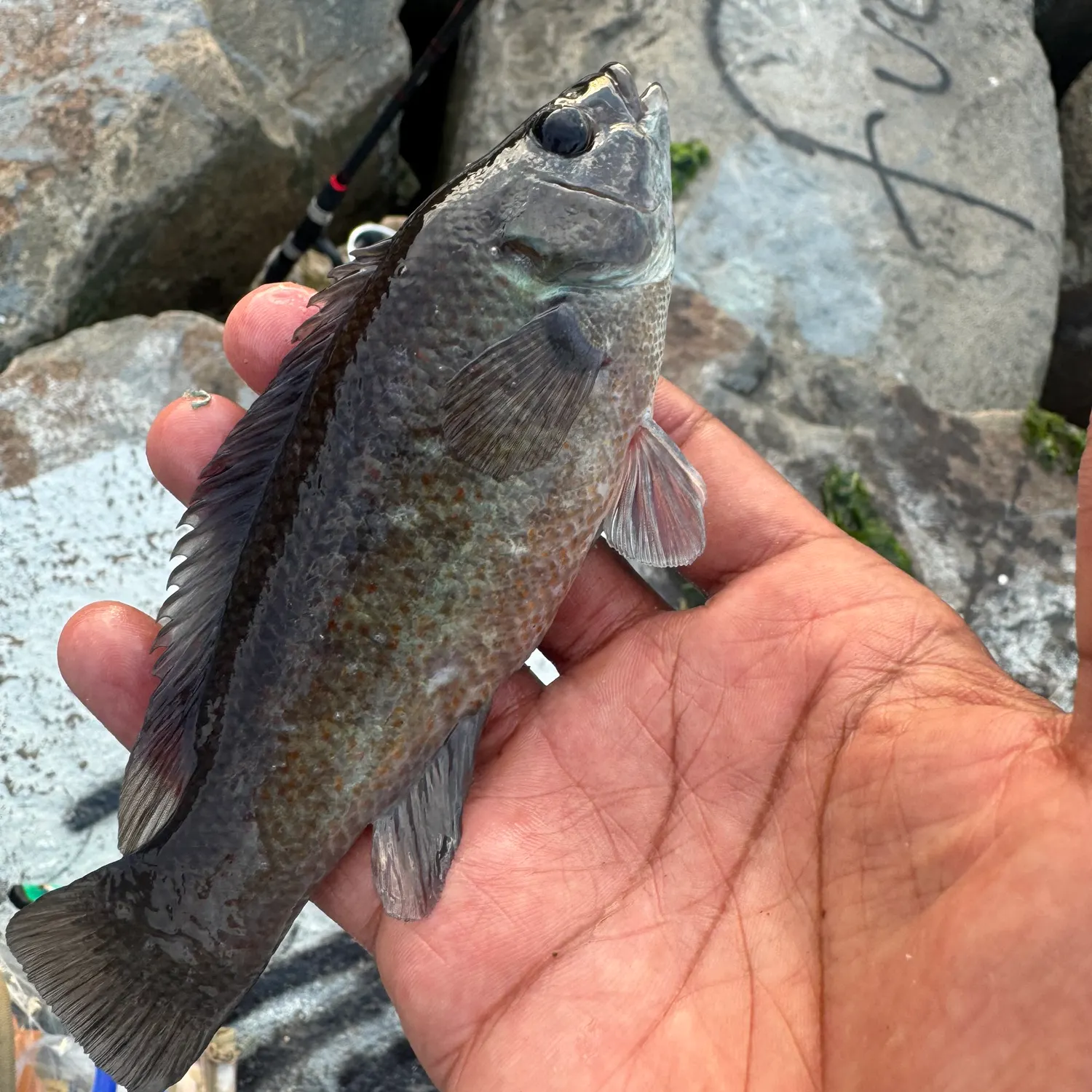 The most recent Cunner catches on Fishbrain