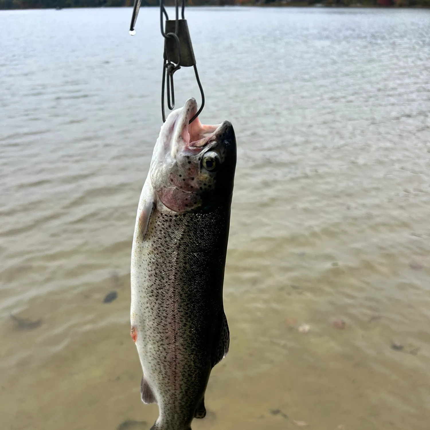 Rainbow trout caught on Fishbrain