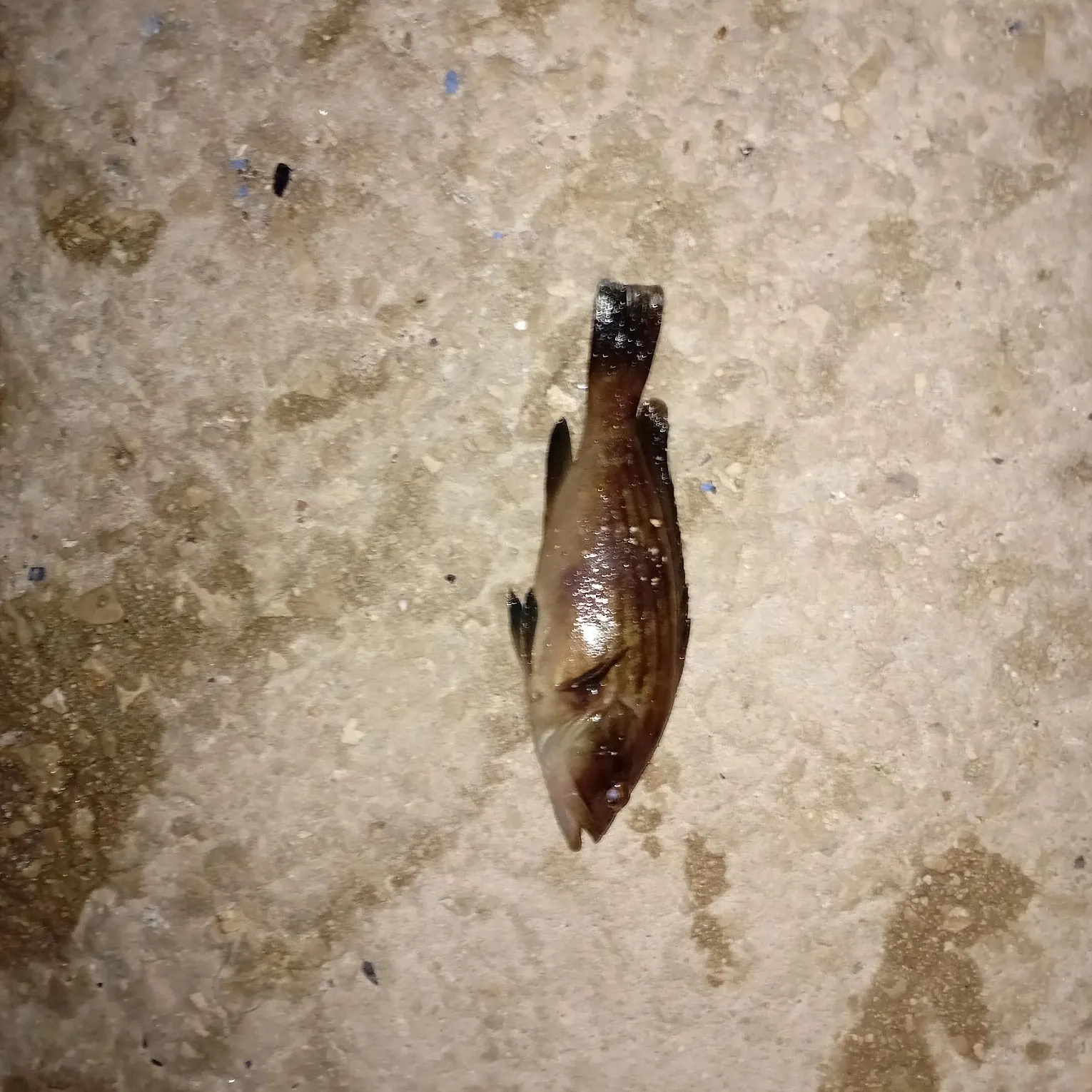The most recent Dusky grouper catches on Fishbrain
