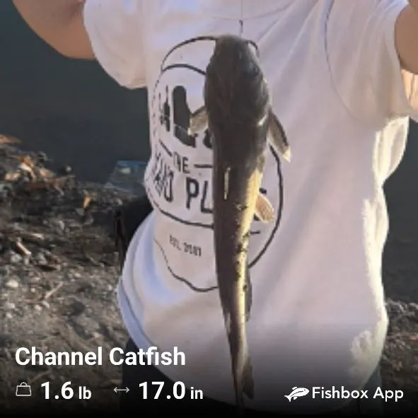 Channel catfish caught on Fishbrain