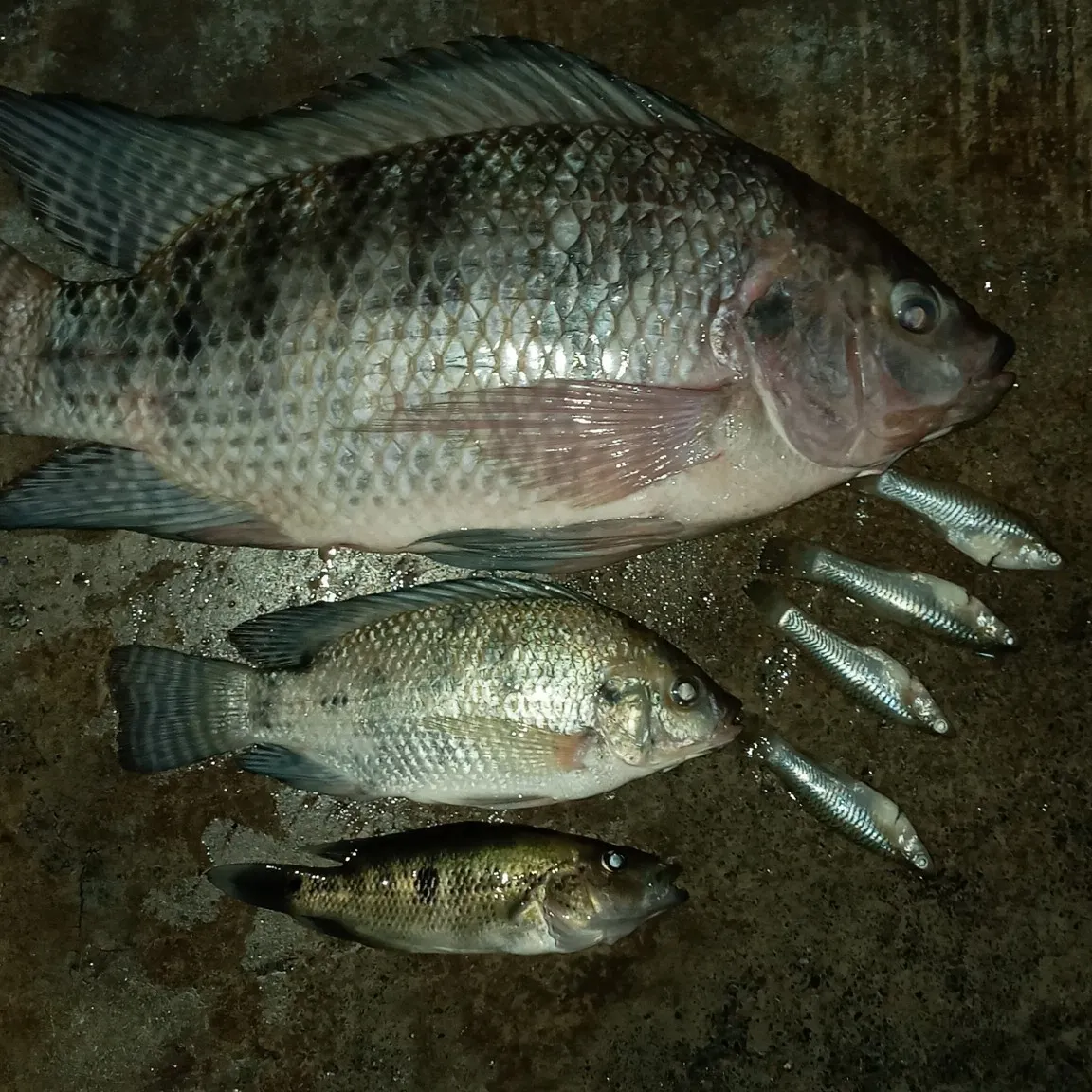 angler catch