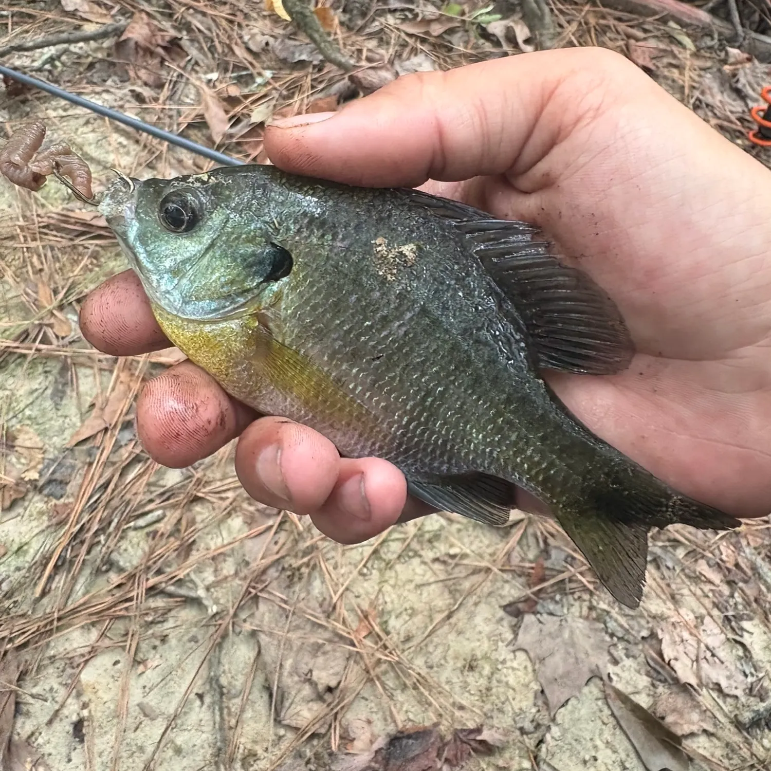 Bluegill caught on Fishbrain