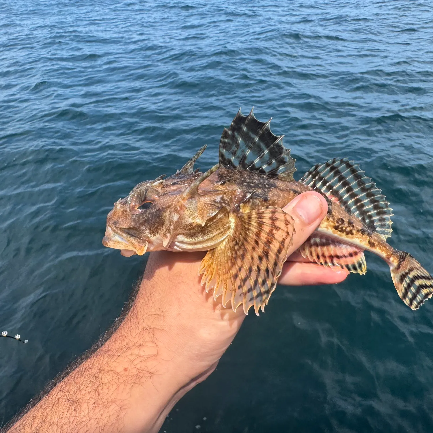 The most recent Longhorn sculpin catches on Fishbrain