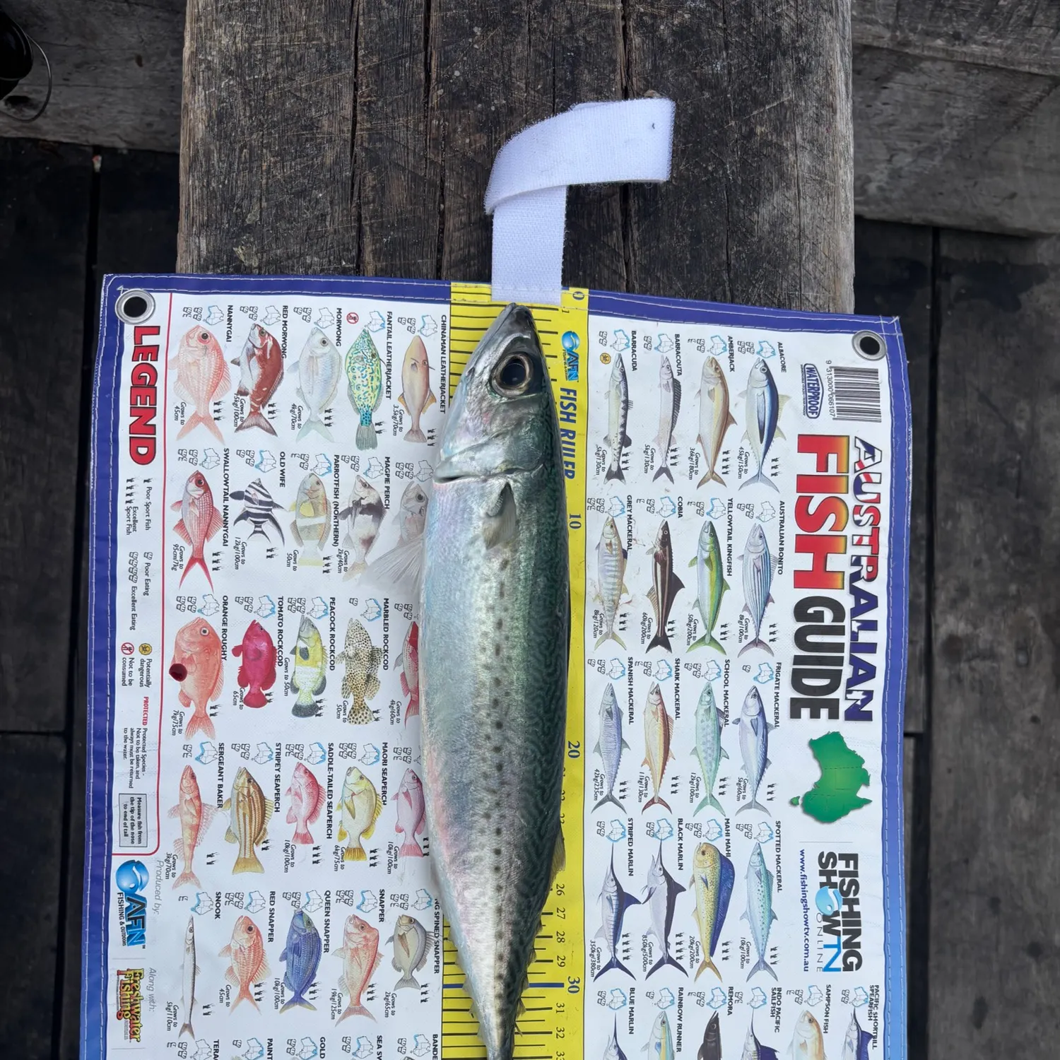 The most recent Pacific chub mackerel catches on Fishbrain