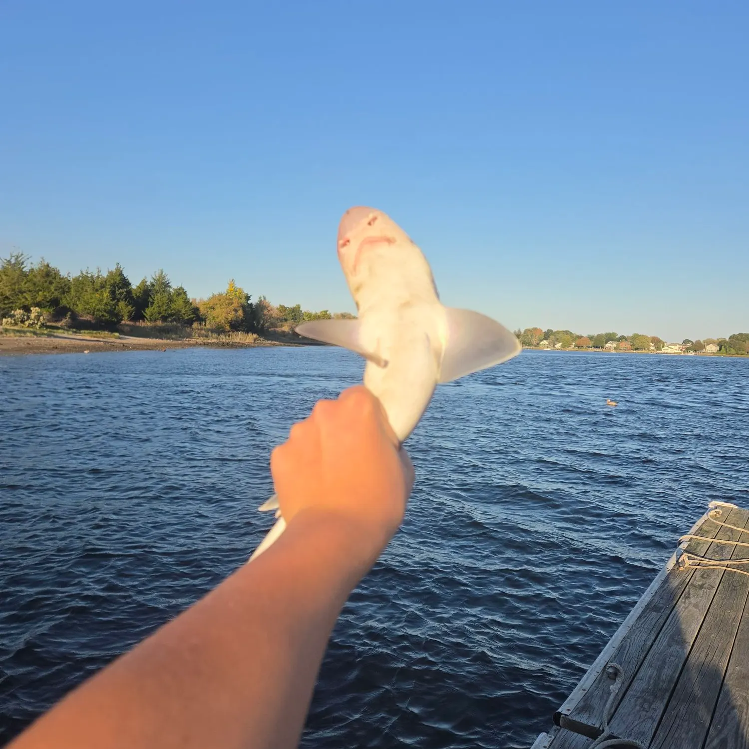 Dusky smooth-hound caught on Fishbrain