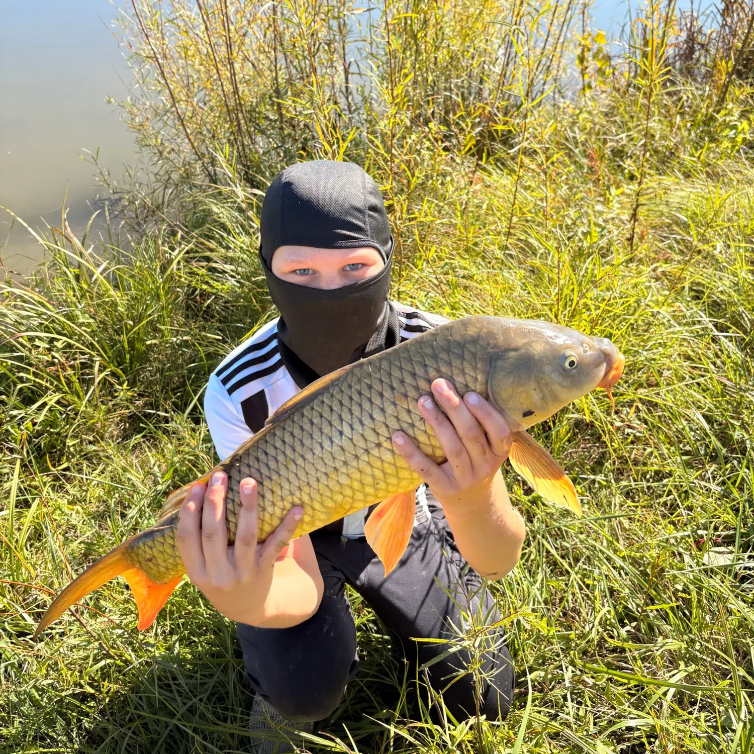 Common carp caught on Fishbrain
